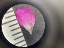Geranium core-core