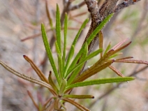 Trichostema lanatum