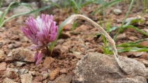 Allium cratericola