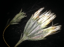 Rigiopappus leptocladus