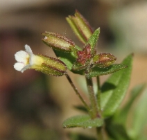 Erythranthe latidens