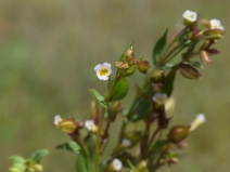 Erythranthe latidens