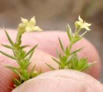 Galium andrewsii