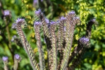 Phacelia tanacetifolia