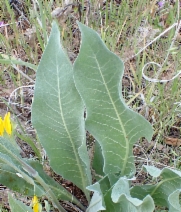 Wyethia helenioides