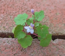 Cymbalaria muralis