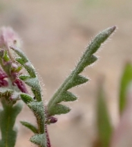 Emmenanthe penduliflora var. rosea