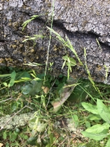 Festuca elmeri