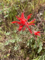 Castilleja subinclusa ssp. subinclusa