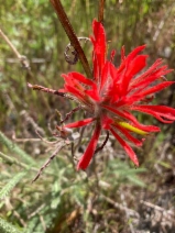 Castilleja subinclusa var. jepsonii