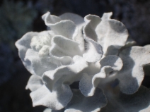 Eriogonum crocatum