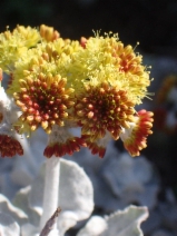 Eriogonum crocatum