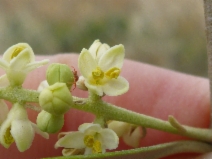 Olea europaea
