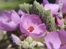 Malacothamnus arcuatus