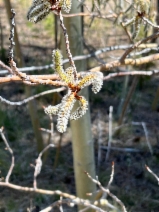 Populus tremuloides