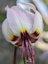Erythronium hendersonii