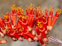 Fouquieria splendens