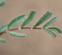 Astragalus gambelianus