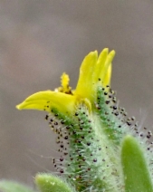 Madia gracilis