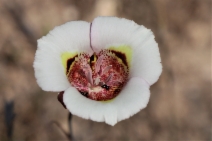 Calochortus argillosus