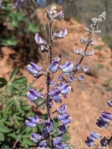 Lupinus onustus