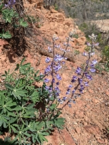 Lupinus onustus