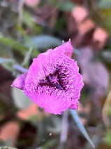 Calochortus tolmiei