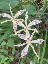 Iris tenuissima