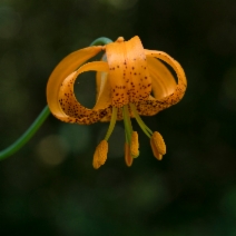 Lilium columbianum