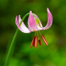 Lilium kelloggii