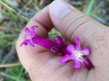 Dichelostemma Xvenustum