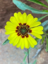 Madia elegans