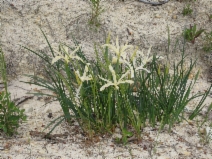 Iris tenuissima