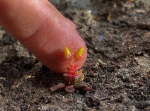 Dudleya cymosa
