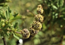 Salvia mellifera