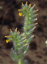 Amsinckia tessellata
