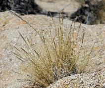 Achnatherum speciosum