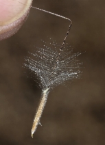 Achnatherum speciosum
