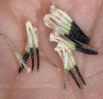 Chaenactis stevioides