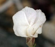 Linanthus dichotomus