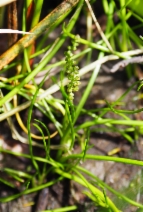 Triglochin striata