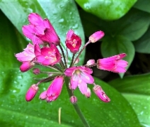Clintonia andrewsiana