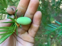 Torreya californica