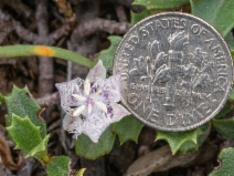 Calochortus coeruleus
