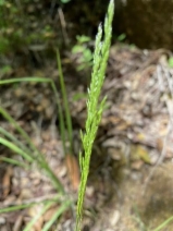 Agrostis exarata