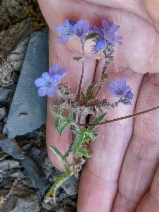 Phacelia breweri