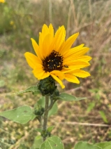 Helianthus bolanderi