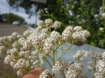Lepidium latifolium