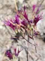 Monardella douglasii