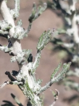 Eriophyllum confertiflorum